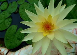 睡莲的成长之旅：从播种到绽放