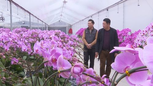 西安花卉市场：蝴蝶兰的盛会