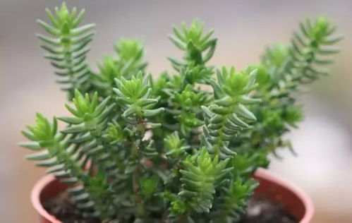 盆栽植物换盆的时机与频率