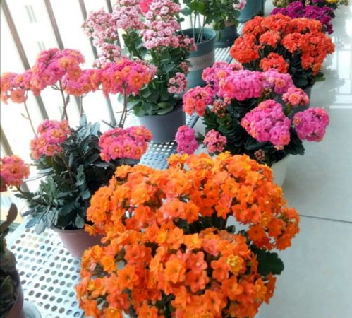 长寿花怎么养才能花开不断？掌握这些技巧是关键