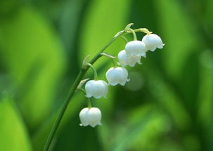 新鲜铃兰花如何保鲜？如何让花香持久