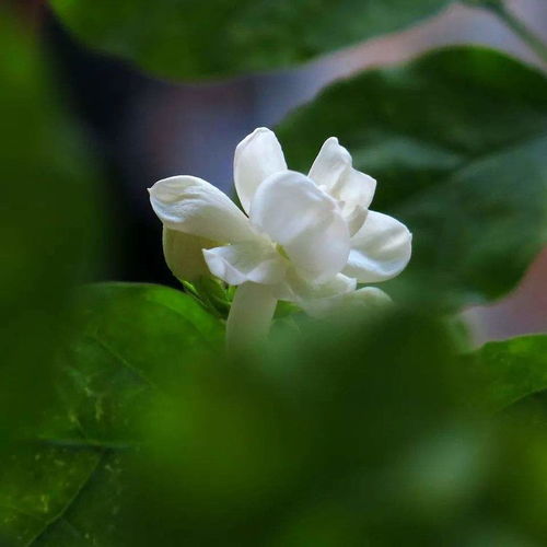 茉莉叶子干是什么？它的功效和作用有哪些