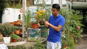 如何防范月季黑斑病