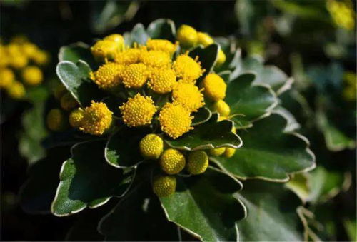 低温下的花青素