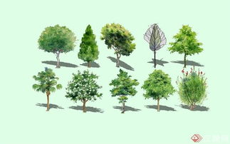 树木的生命见证：岁月的绿色轨迹