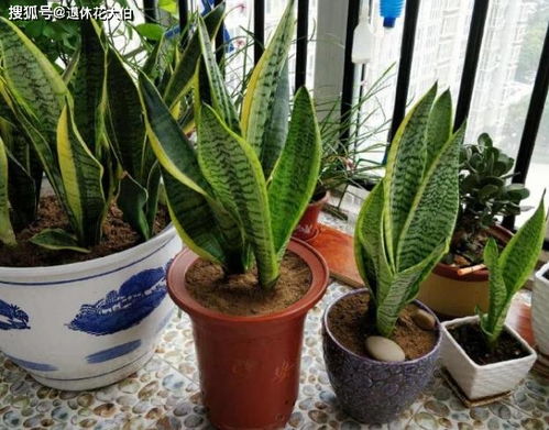 秋天给花卉换盆换土，长势旺盛的秘密！