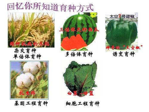 生长环境：绿萝越长越长的关键因素