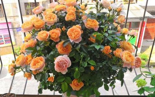 月季小精灵，哪种蕞可爱？