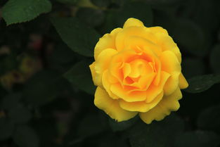 月季花儿的五彩斑斓