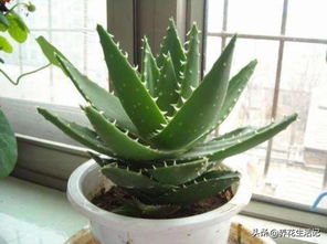 植物扦插成功的关键是什么？如何判断它已经生根发芽