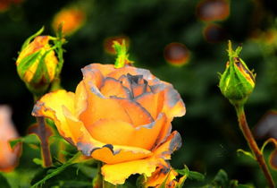 香飘五洲， 名片传世