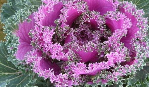 变色龙般的羽衣甘蓝