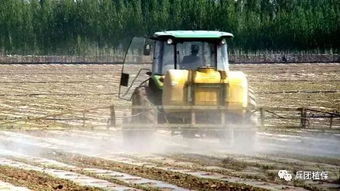 多种方法交替使用，彻底根除杂草