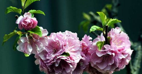 适合哪些气候种植？我来告诉你