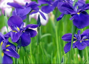 勿忘我：友谊的永恒印记