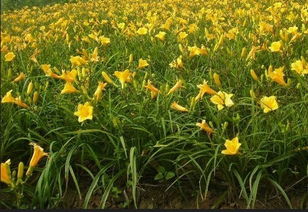 大花萱草的美丽风采