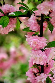 花草花木一世界，新手入门选哪些植物？