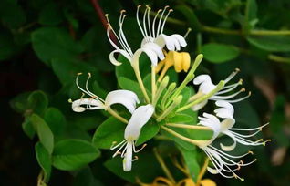 金银花的枝干：用途多多的天然宝贝