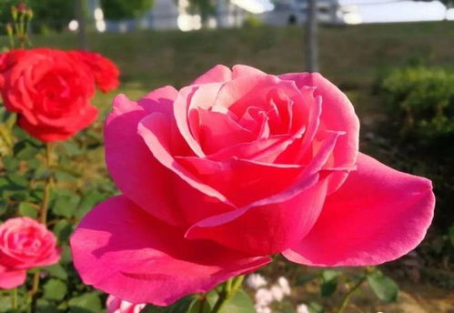 月季之城的骄傲：南阳月季研究所的使命