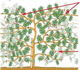 修剪也是一门技术