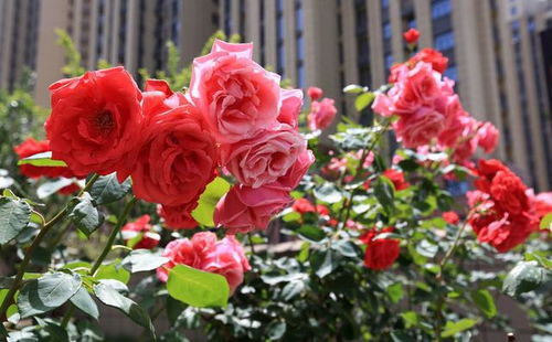 月季花色的奥秘：探寻不同颜色的花语