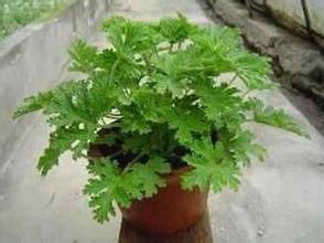 驱蚊盆栽， 天然又环保