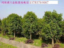 广东注册花木苗圃，手续繁琐吗