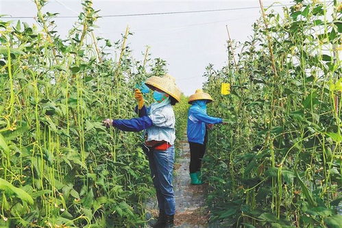 省城温室生姜套种豇豆技术成功，探索高效种植模式