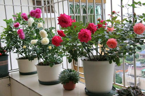 月季：除了玫瑰， 还有这些枝条也嫩成活