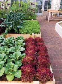 观赏蔬菜：美化与食用的完美结合