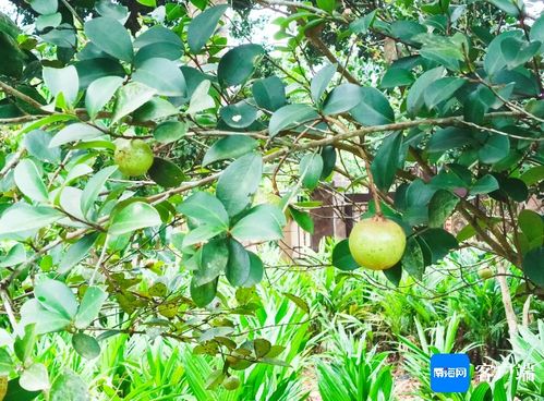 1. 油茶果种子价格大揭秘