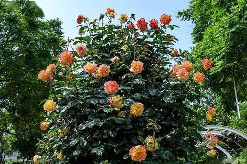 南方养藤本月季的烦恼：为何总养不好？