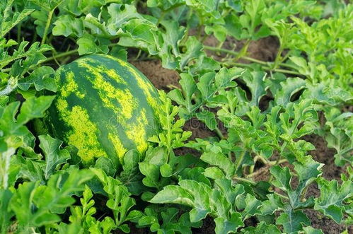 二、 种子处理：清洗晾干，让西瓜籽焕发生机