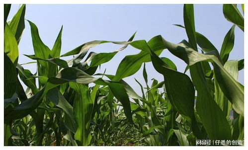 乙蒜素是啥玩意儿？