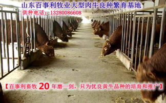 养殖场消毒驱虫后，加强饲养管理
