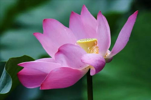 荷花，蕞佳种植月份是哪个月份？