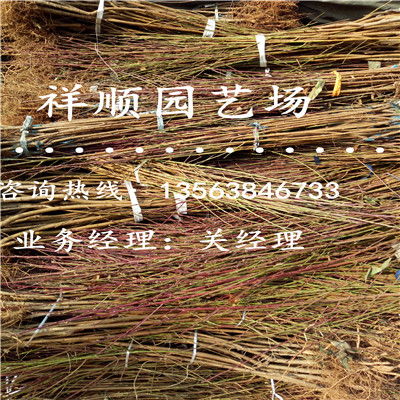 防范虫害， 确保苗木健康