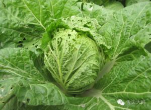 虫眼，只是虫害的痕迹（重复）