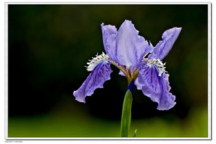 蓝蝴蝶鸢尾，那美丽的尾巴