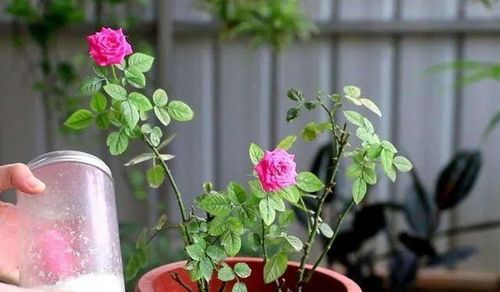 春季月季施肥大揭秘：哪种肥料Neng助花芽分化嗯？