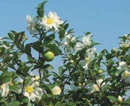 病虫害防治：让油茶树远离“病魔”