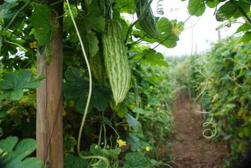 苦瓜种植的小秘密：农药的学问大着呢！
