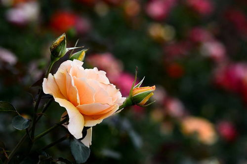 采购数量，价格有变