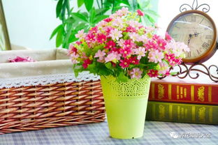 养花土壤杀菌剂选什么药Zui好