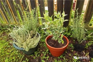 环保灭虫，绿色种植Zui潮流