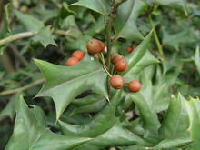 枸骨的价格探秘：揭秘不同规格的枸骨价格差异