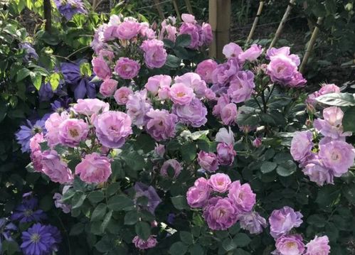 忧郁蓝调月季的花期揭秘