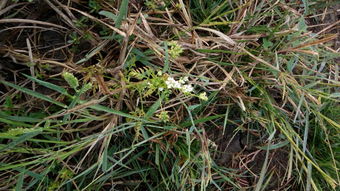 红根绿叶开白花是啥植物？