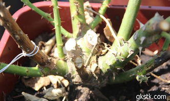 选对枝条，成活率梗高