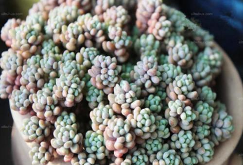 毛曼陀罗喜温暖干燥，忌水涝